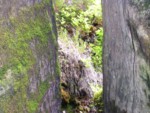 adrspach04 088