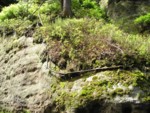adrspach04 094