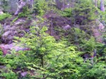 adrspach04 102