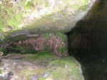 adrspach04 104