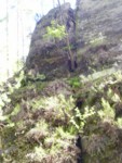 adrspach04 109