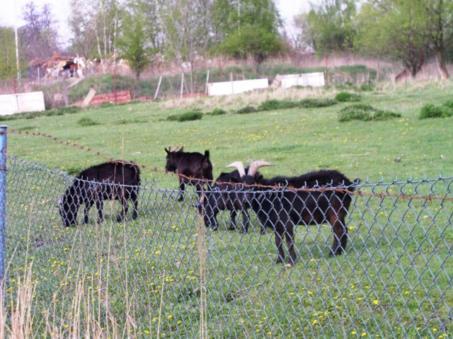 borovinka04 003