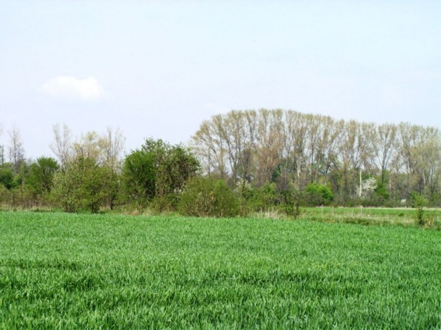 borovinka04 056