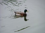 hasici05 026