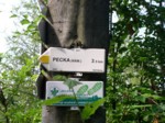 pecka05 001