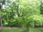 pecka05 013