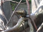 praha zoo05 015