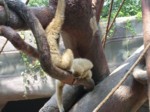 praha zoo05 019