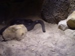 praha zoo05 024