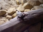 praha zoo05 025