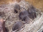 praha zoo05 026