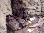 praha zoo05 027