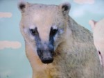 praha zoo05 029