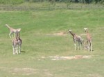 praha zoo05 030