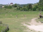 praha zoo05 031