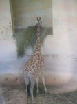 praha zoo05 032