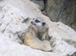 praha zoo05 033