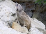 praha zoo05 034