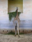 praha zoo05 035