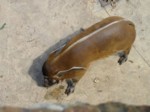 praha zoo05 036