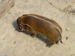 praha zoo05 037