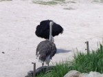 praha zoo05 040