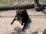 praha zoo05 041