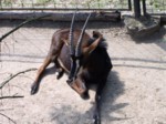 praha zoo05 042