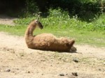 praha zoo05 043