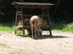 praha zoo05 044