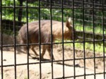 praha zoo05 045