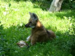 praha zoo05 047