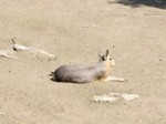 praha zoo05 049