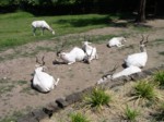 praha zoo05 050