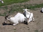 praha zoo05 051