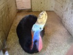 praha zoo05 052