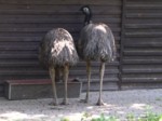 praha zoo05 053