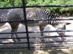 praha zoo05 054