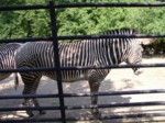 praha zoo05 055