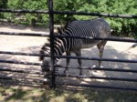 praha zoo05 056