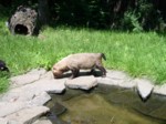 praha zoo05 057