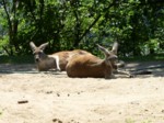 praha zoo05 058
