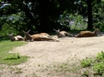 praha zoo05 059