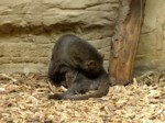 praha zoo05 061