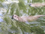 praha zoo05 062