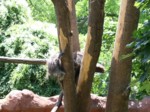 praha zoo05 063