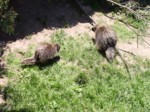 praha zoo05 064