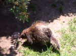 praha zoo05 065