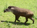 praha zoo05 070