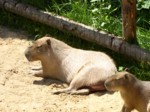praha zoo05 071
